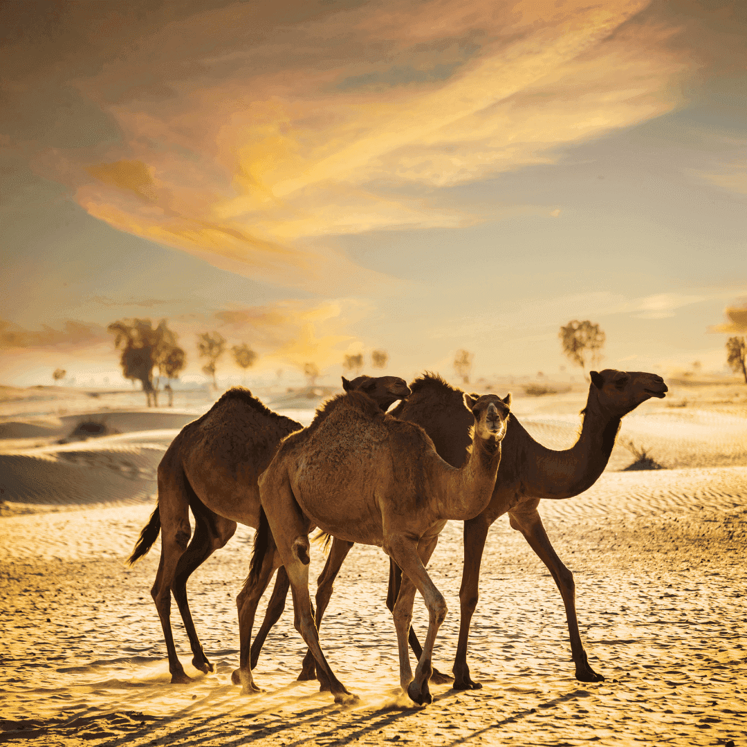 Turquía & Egipto