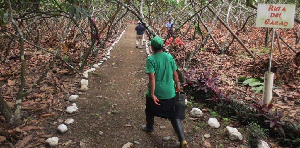 La Ruta del Cacao en Ecuador: Potencial turístico frenado por aranceles a productos artesanales.