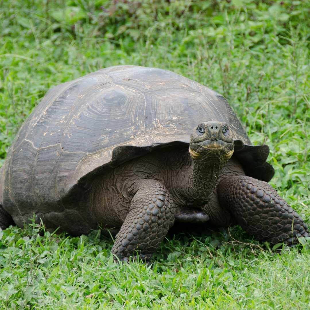 galapagos