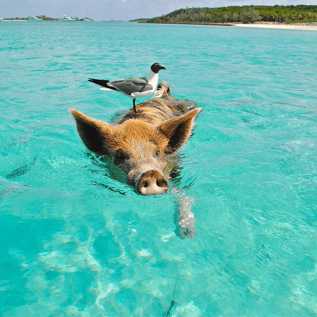 Bahamas & Panamá