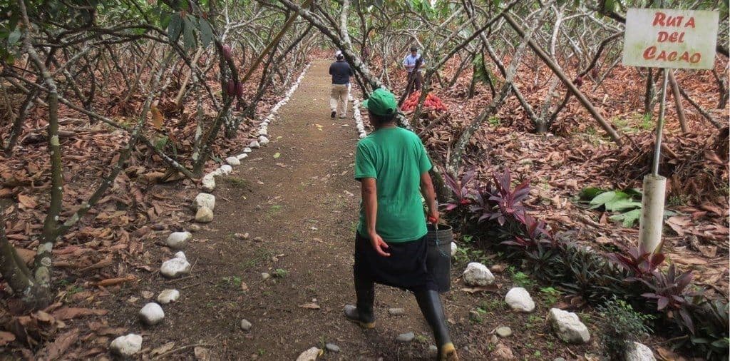 La Ruta del Cacao en Ecuador: Potencial turístico frenado por aranceles a productos artesanales.