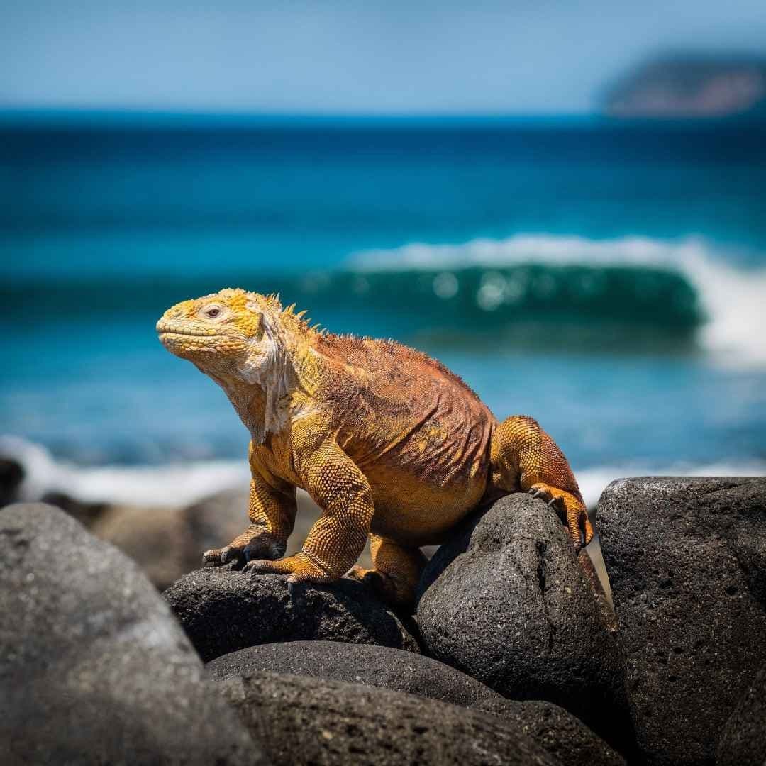 Viaje a las Islas Galápagos 2025